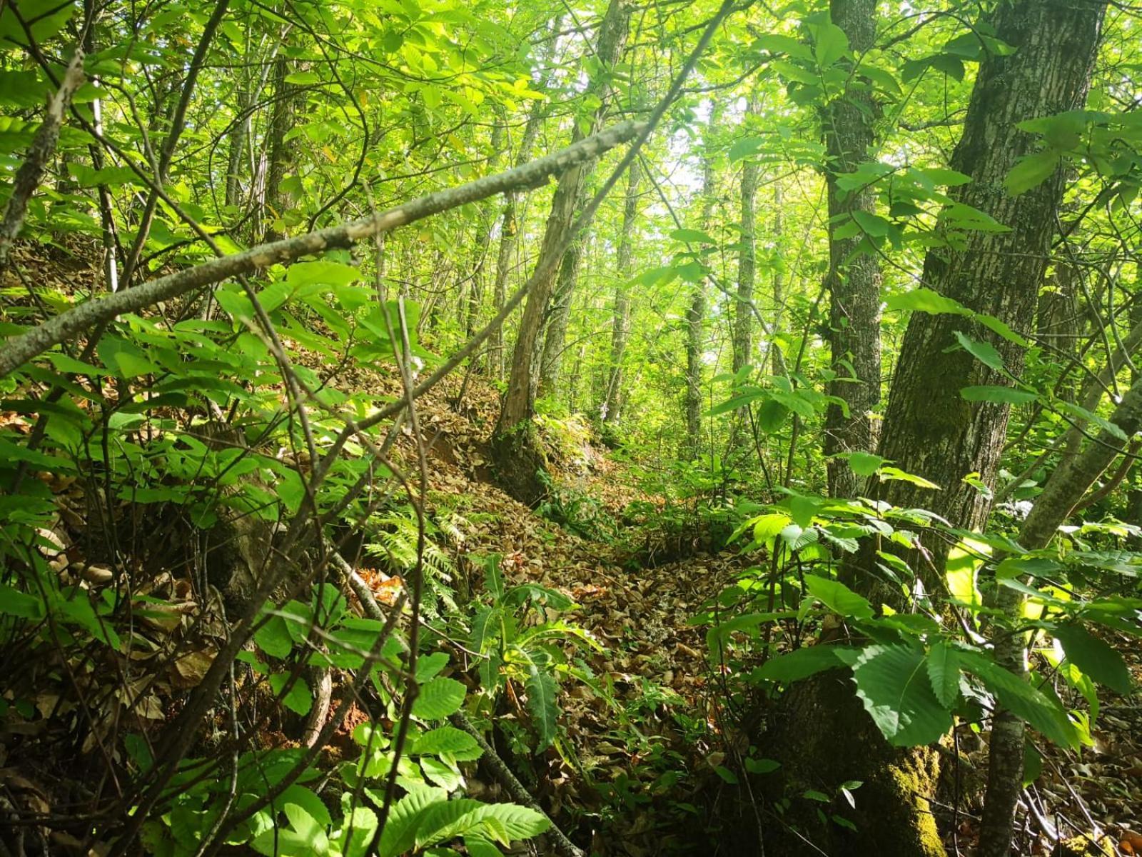Finca Naturacanaria Moya  Luaran gambar