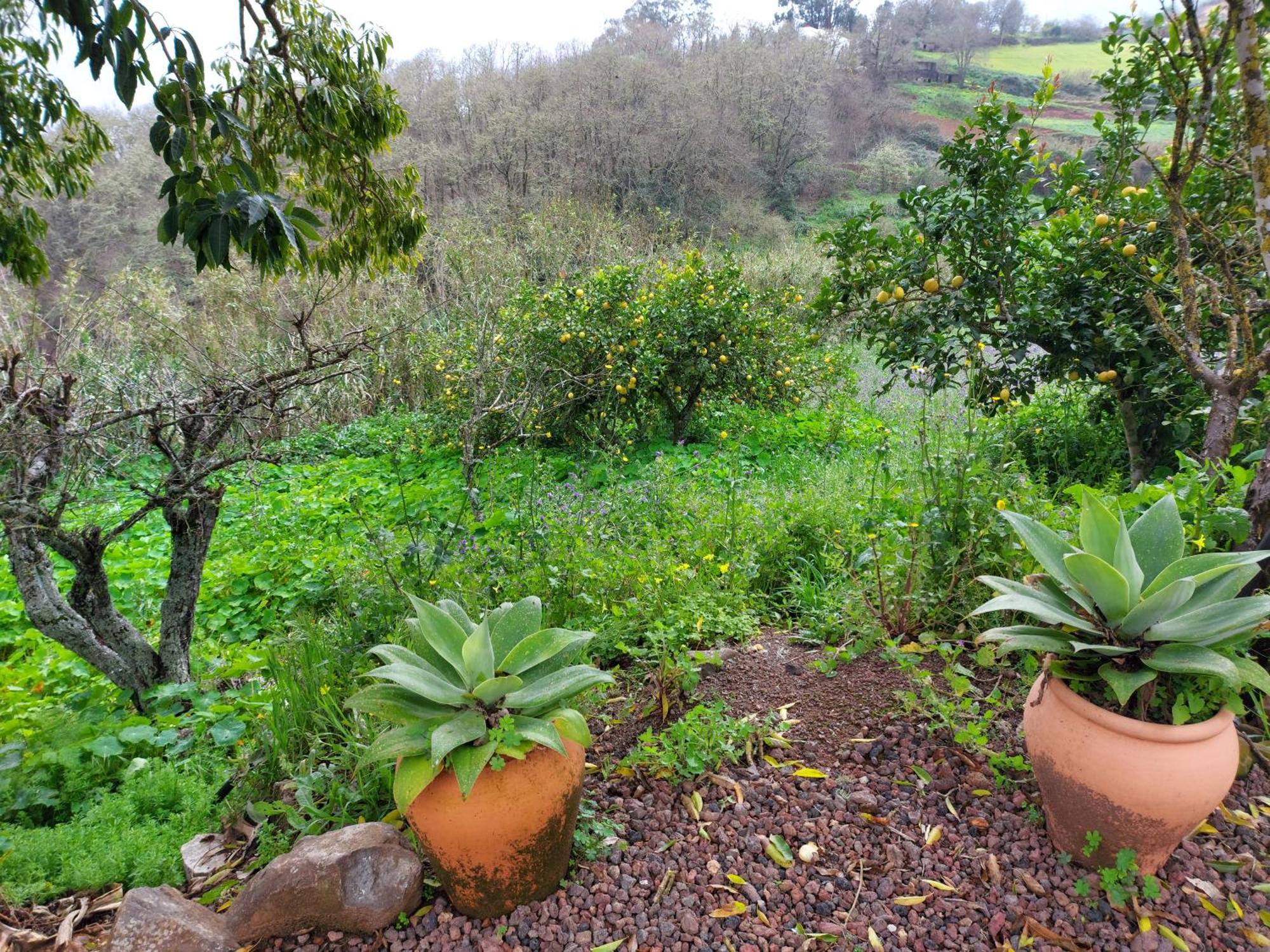 Finca Naturacanaria Moya  Luaran gambar